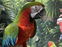 Ara Macaw Papağanı