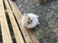 Anne altından pomeranian boo yavrularımız
