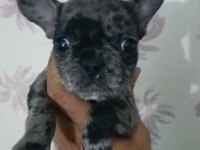 French bulldog yavrular ırk sağlık garantili