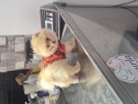 5 aylık erkek pomeranian