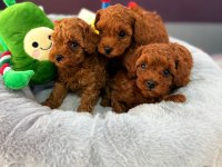 Toy Poodle Red Brown Yavrularımız
