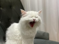 İran persian erkek kedimiz var dişi arıyoruz