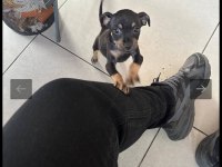 2 aylık yavru 0 numara minyatür pinscher