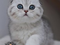 Ayıcık surat Silver Scottish Fold Shorthair NS24 