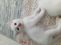 British shorthair yavru