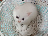 Çok tatlı Dişi ve erkek yavru kedilerimiz
