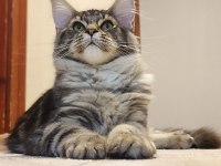 Şecereli dernek kayıtlı eğlence yumağı maine coon NOİSY