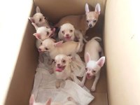 Şivava (chihuahua) bebeklerimiz