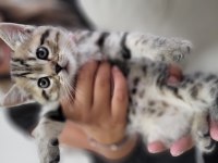 2 aylık British shorthair Erkek