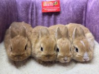 Cüce Netherland Dwarf Tavşanlar
