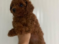 Kore kan red brown dişi ve erkek poodle yavrularımız