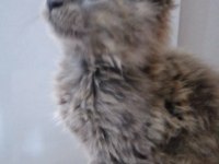 Muhteşem Maine Coon Bebekler