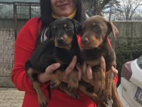 Üst kalite doberman yavrularım