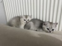 GÜZELLER GÜZELİ BRİTİSH SHORTHAİR YAVRULAR