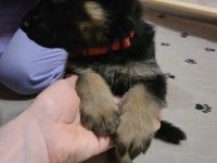 Orjinal alman kurdu köpeğimiz