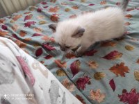 Kedimiz maviş hanım yeni yuvasını arıyor