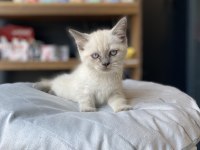 Uygunu ve Güzeli Olsun Diyenlere British Shorthair