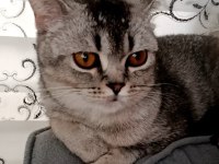 British shorthair ingiliz 14 aylık