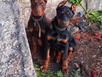 Efsane Doberman Yavrular