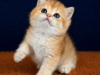 Show kalite british shorthair golden bebekler