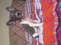 Hayatınıza sevgi katın french bulldog
