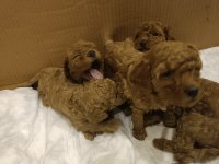 Poodle yavrucuklar