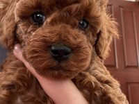 MİKRO ÇİP TAKILIP VERİLECEK POODLE
