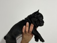 ÜST KALİTE FRENCH BULLDOG BEBEKLER