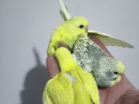 Yeni düşen bebek muhabbet kuşu yavrular