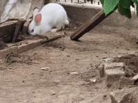 Erkek küçük renk cücesi tavşan