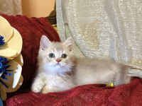 Sütten kesilen safkan british longhair bebekler