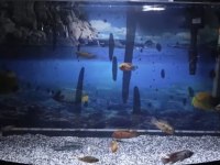 Mücevher cichlid