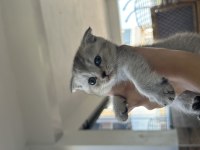 British shorthair yavrularıma yuva arıyorum