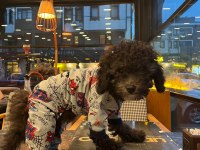 Toy Poodle 2.5 aylık Uslu komutlu aşılı