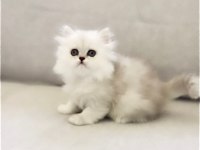 Safkan Chinchilla Silver Prens