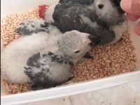 Jako papağanı yavrularımız yeni ailelerine gitmeye hazır
