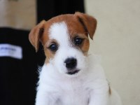 FCI Şecereli, Kayıtlı, Şampiyon Soydan Jack Russell