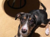 YAKLAŞIK 2 AYLIK DİŞİ KÖPEĞİMİZE KALICI YUVA ARIYORUZ
