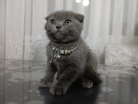 2 aylık scottish fold dişi yavru