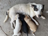 Minik yavru köpeğim
