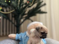 Pug yavru köpeklerim