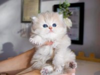 Nadir Görülen AY Golden British Longhair