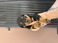 Rottweiler ırk ve sağlık garantisini belgeli veriyorum