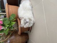 Yakışıklı erkek british longhair