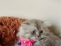 British Longhair 2 Aylık