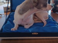 12 aylık erkek chihuahua cipli full asli karneli