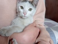 YAVRU ERKEK BEYAZ KEDİMİZ