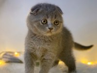 Scottish fold 2 aylık