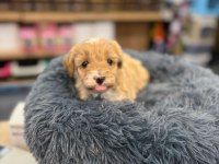 Orj Babyface Maltipoo Köpekler