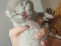 Adana scottish fold 15 günlük